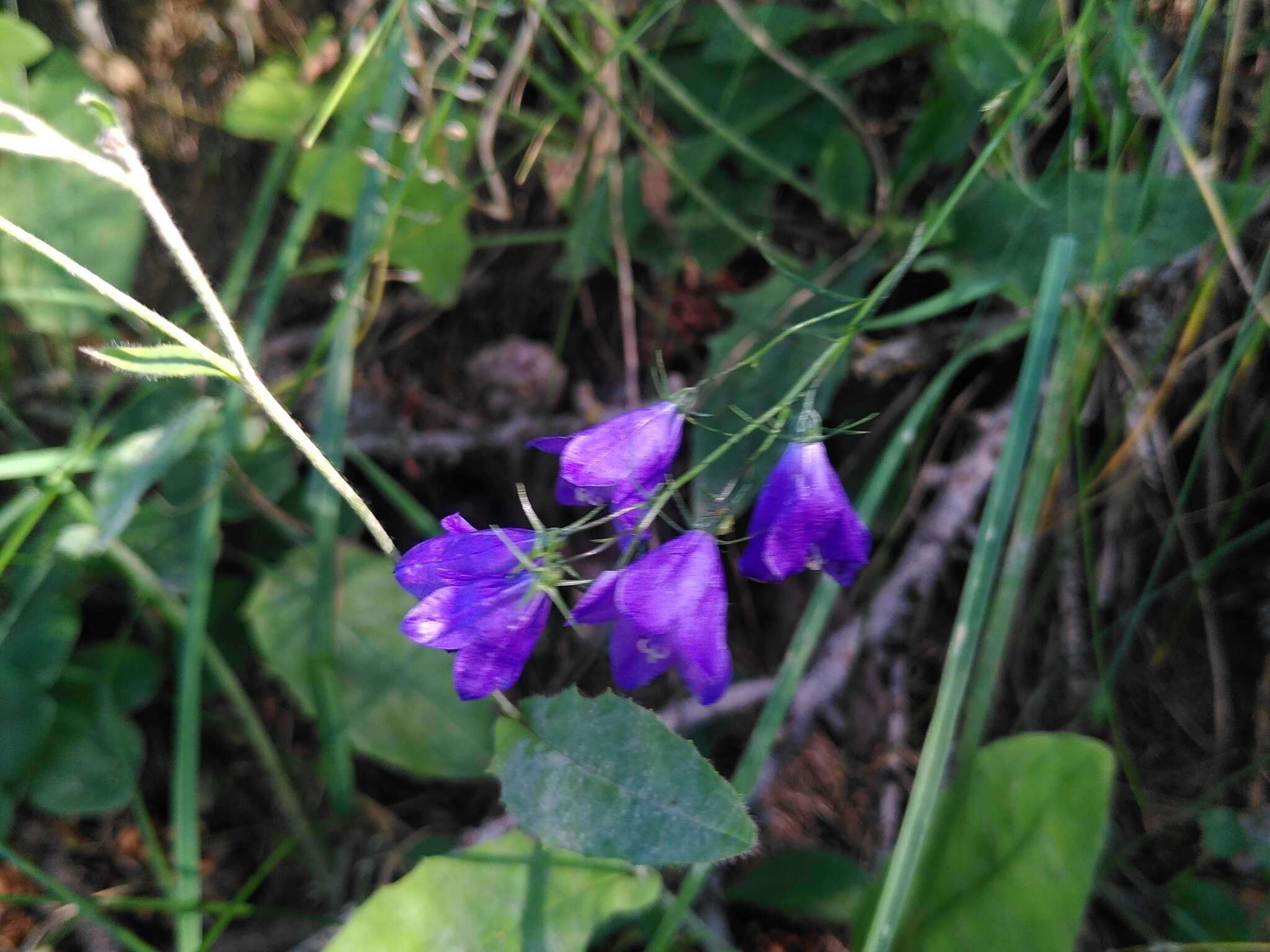 Image of Campanula rhomboidalis L.