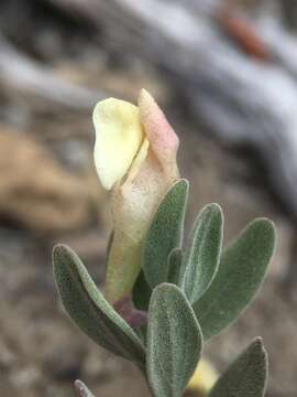 Image of dwarf skullcap