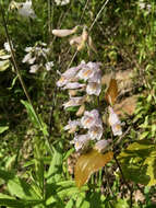 Penstemon canescens (Britt.) Britt. resmi