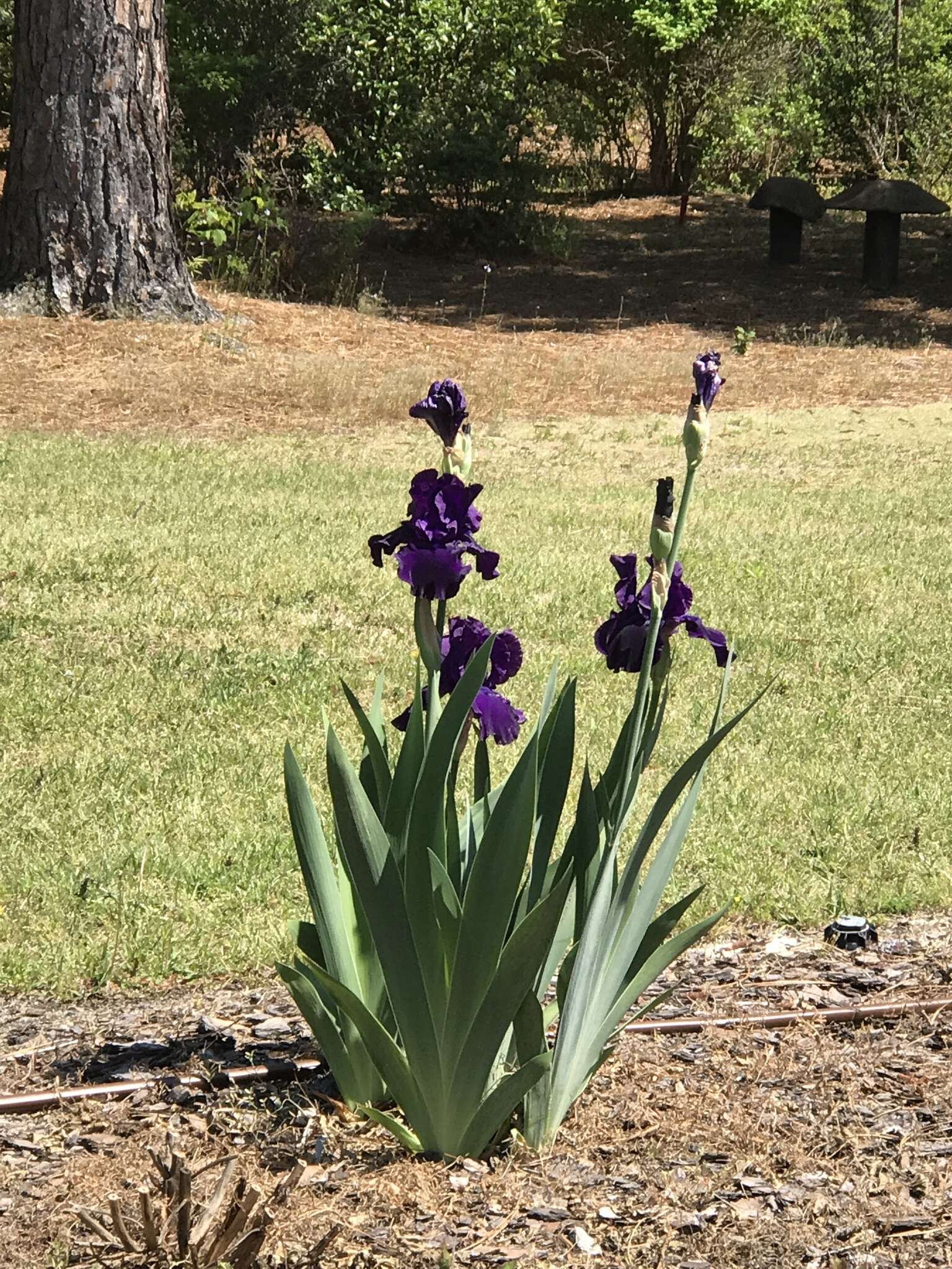 Image of German iris