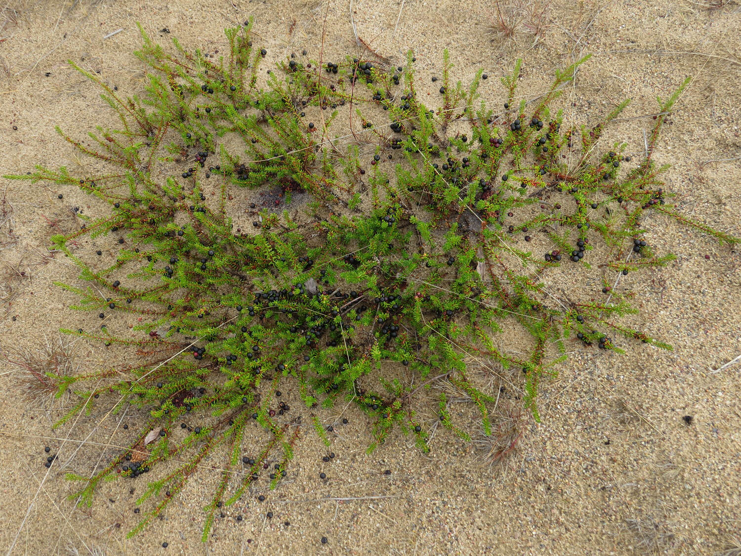 Image of black crowberry