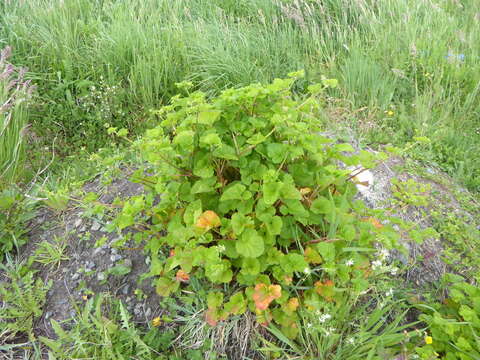 Image of scentless geranium