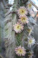 Image of senita cactus