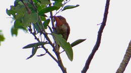 Image of Bornean Brown Barbet