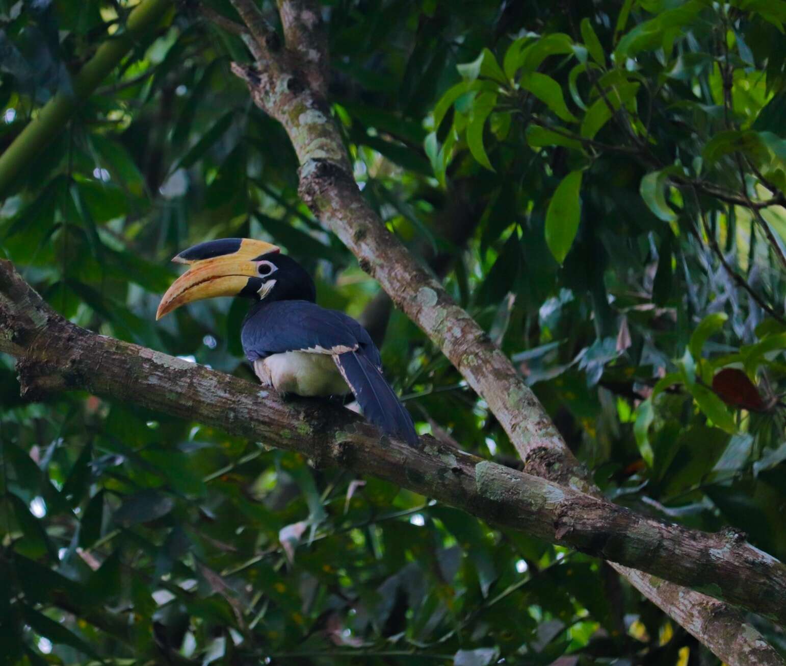 Image of Malabar Pied Hornbill