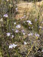 Image of Heliophila dregeana Sond.