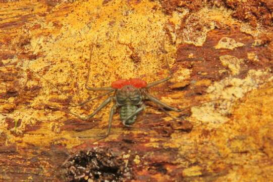 Imagem de Phrynus similis Armas, Víquez & Trujillo 2013