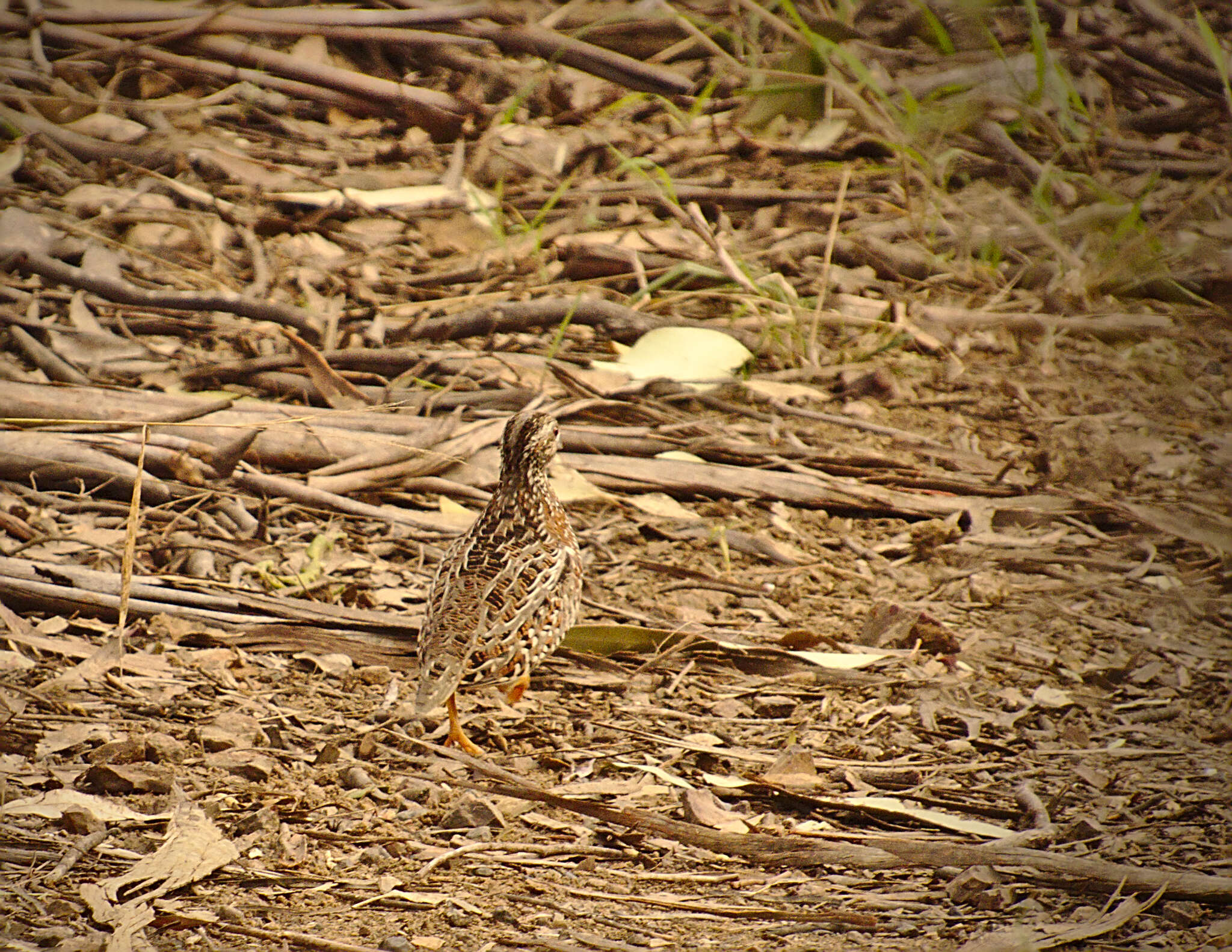 Image of Painted Buttonquail