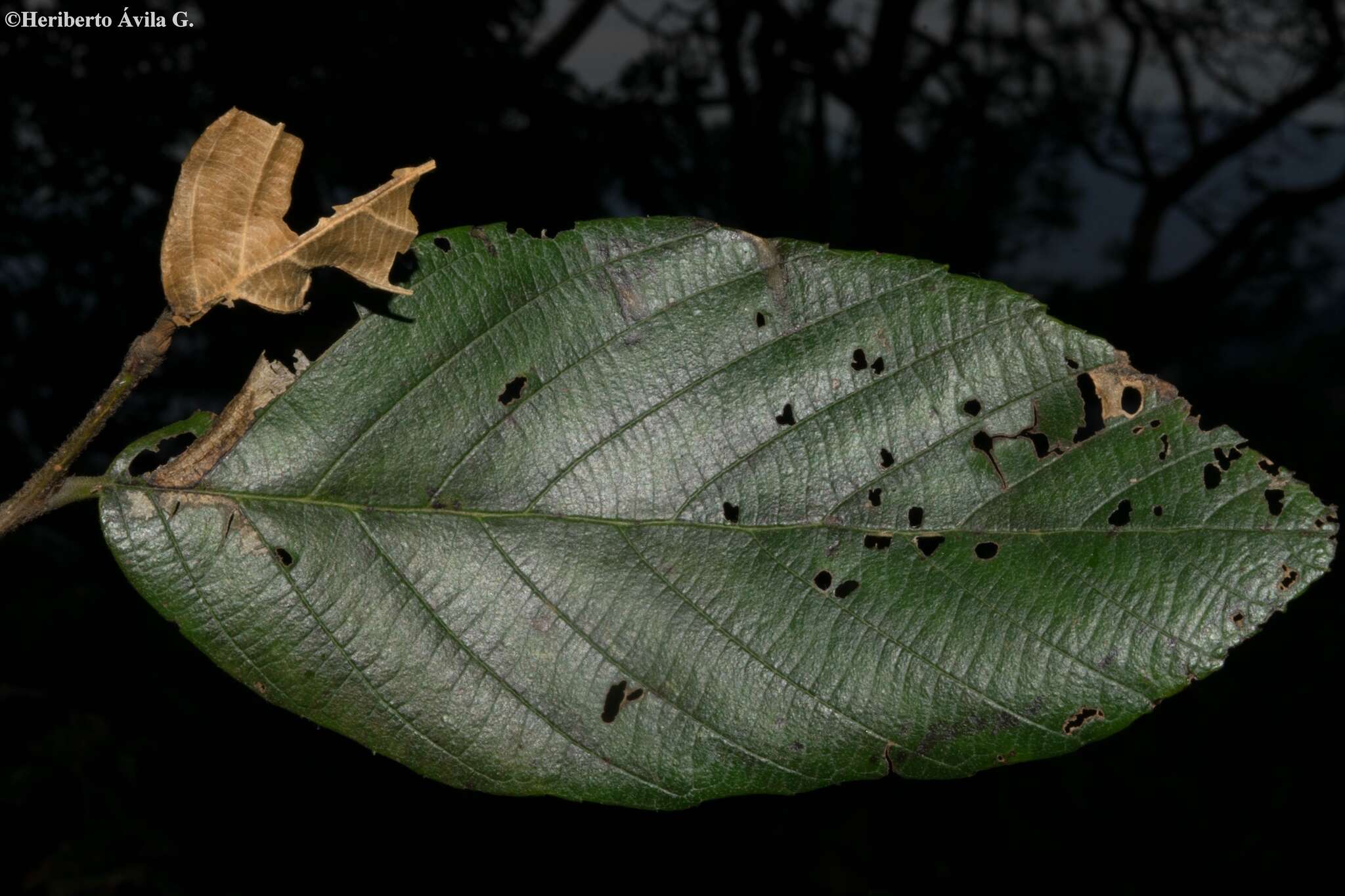 Imagem de Alnus jorullensis Kunth