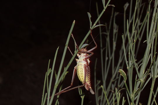 Image of Long-legged Armoured Katydid