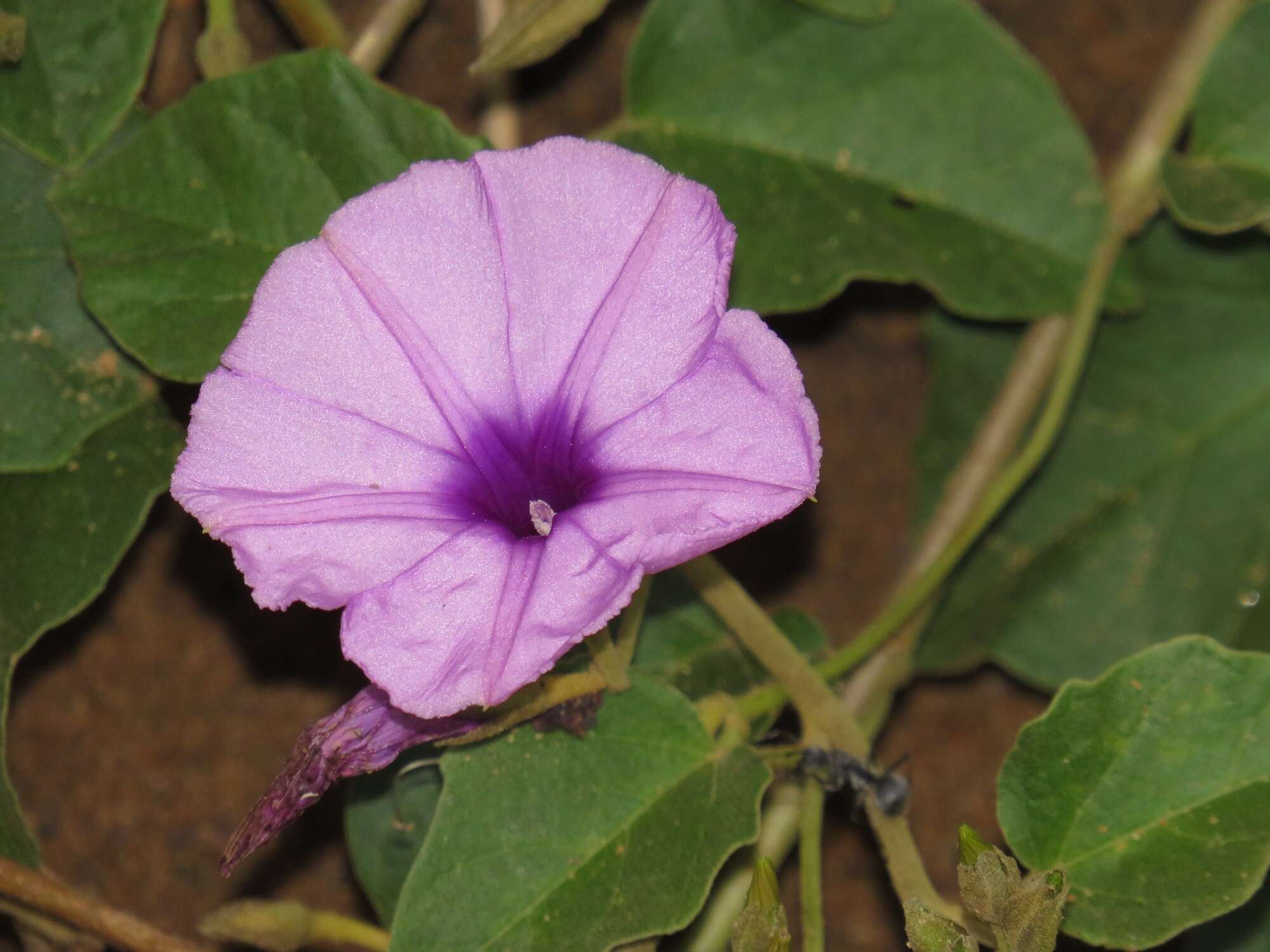 Image of Astripomoea malvacea (Klotzsch) A. Meeuse