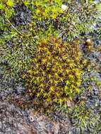 Image of rigid didymodon moss