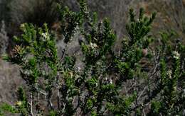 Image of Phylica cuspidata var. cuspidata