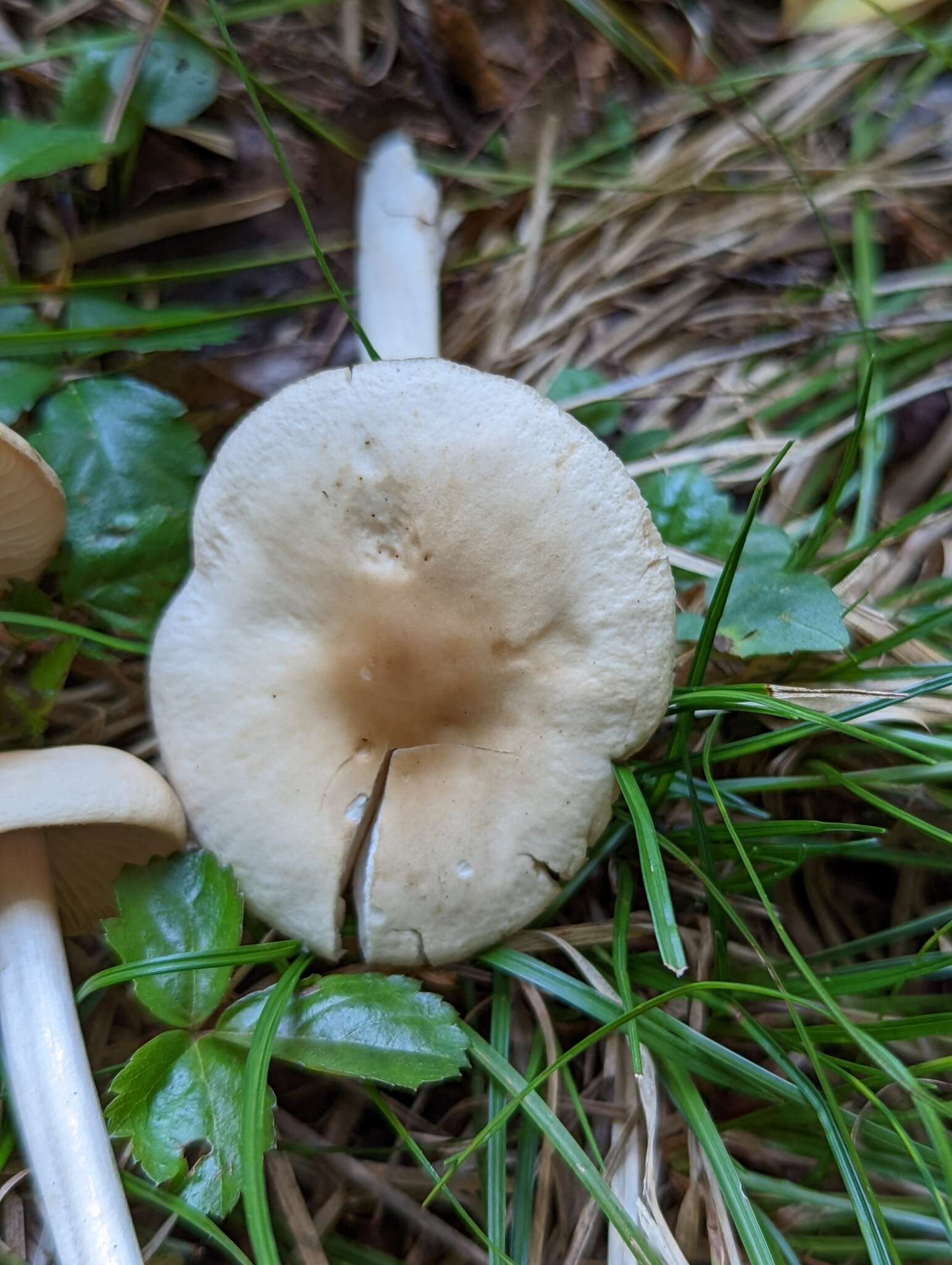 Image of Marasmius nigrodiscus (Peck) Halling 1983