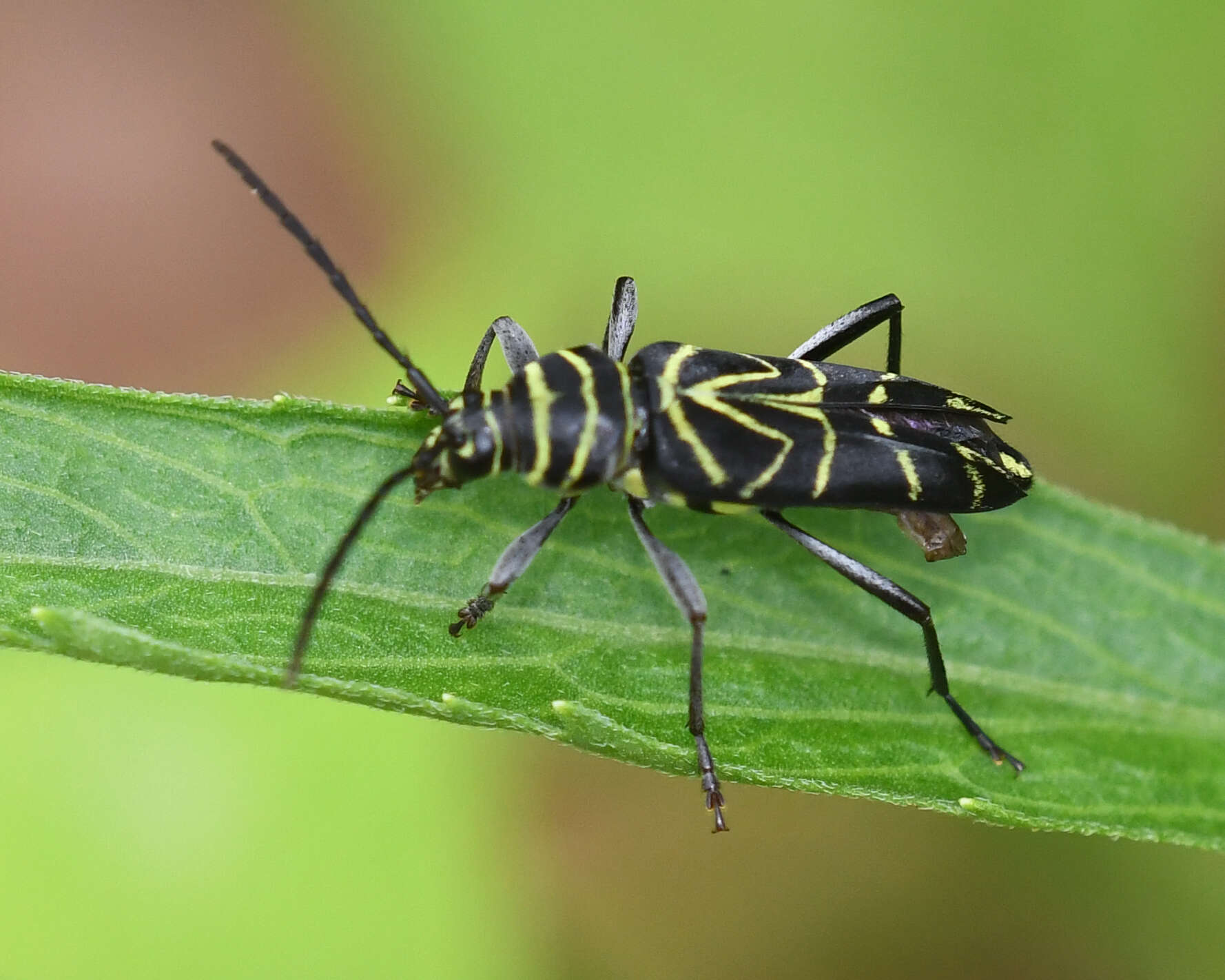 Image of Megacyllene angulata (Fabricius 1775)