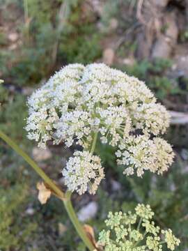 Image of Charleston Mountain angelica