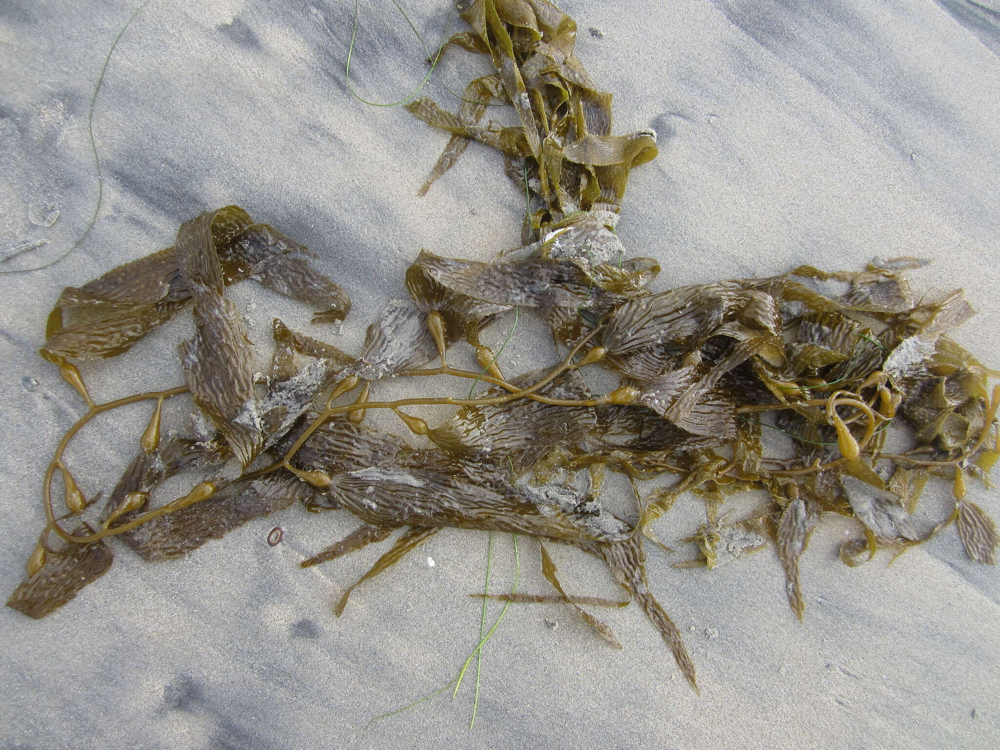 Image of Giant kelp