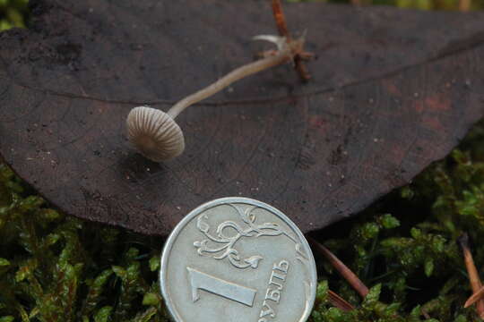 Image of Whitish Bonnet