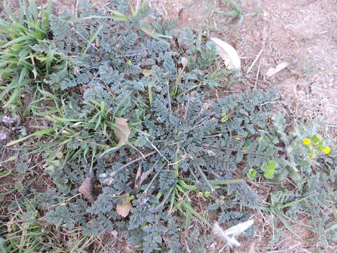 Image of Common Stork's-bill