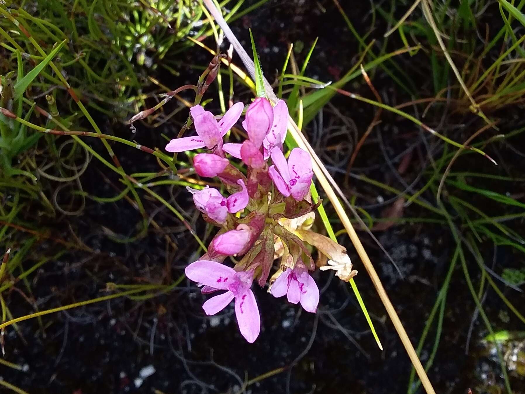 Image de Disa vaginata Harv. ex Lindl.