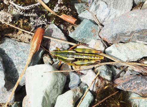 Image of Homer grasshopper