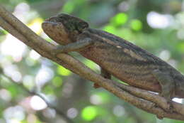 Image of Calumma ambreense (Ramanantsoa 1974)