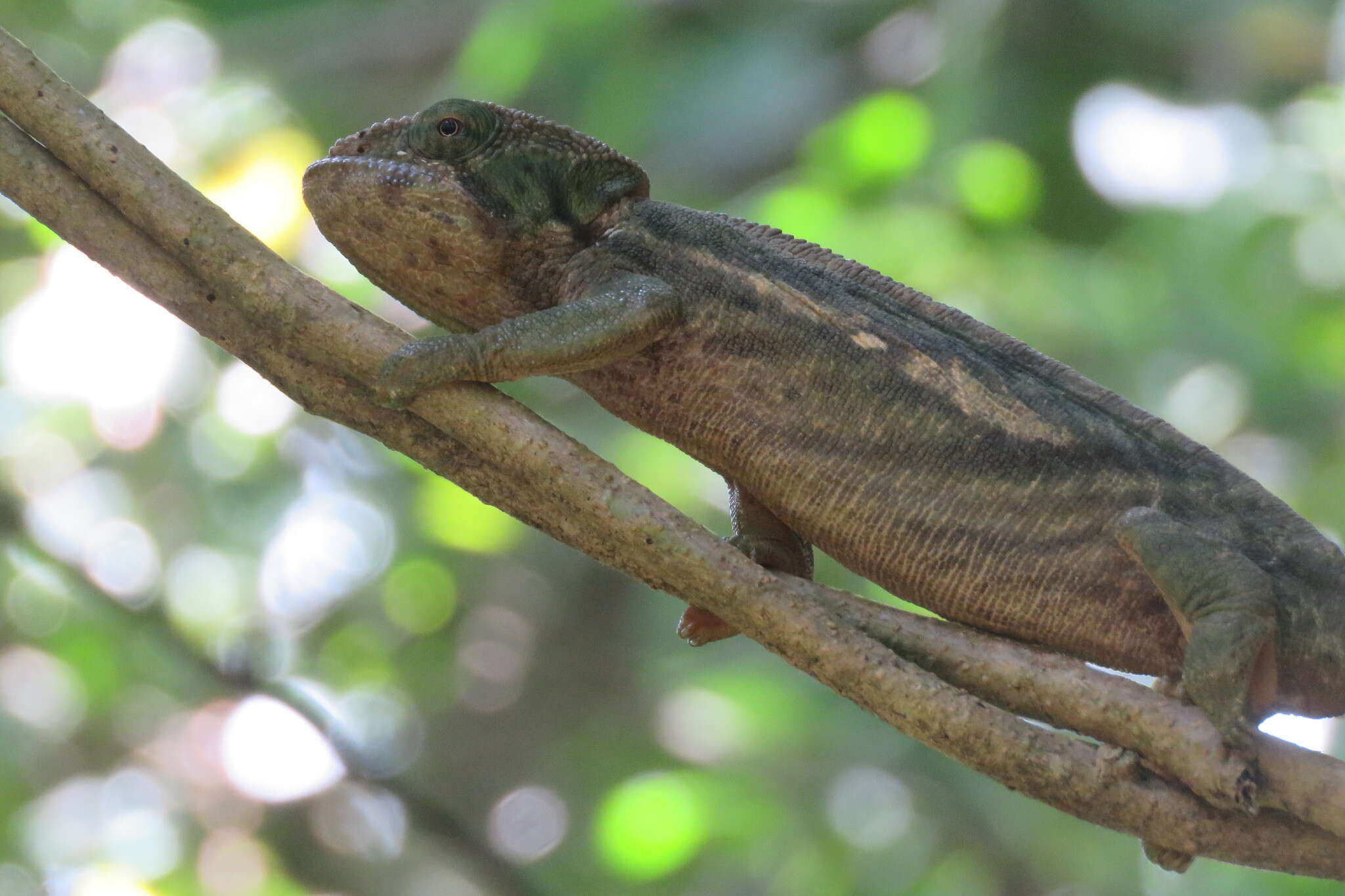 Image of Calumma ambreense (Ramanantsoa 1974)