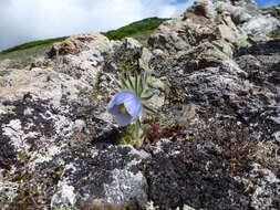 Image of Pulsatilla tatewakii Kudo