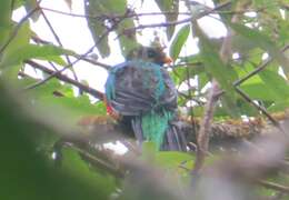 Image of Golden-headed Quetzal