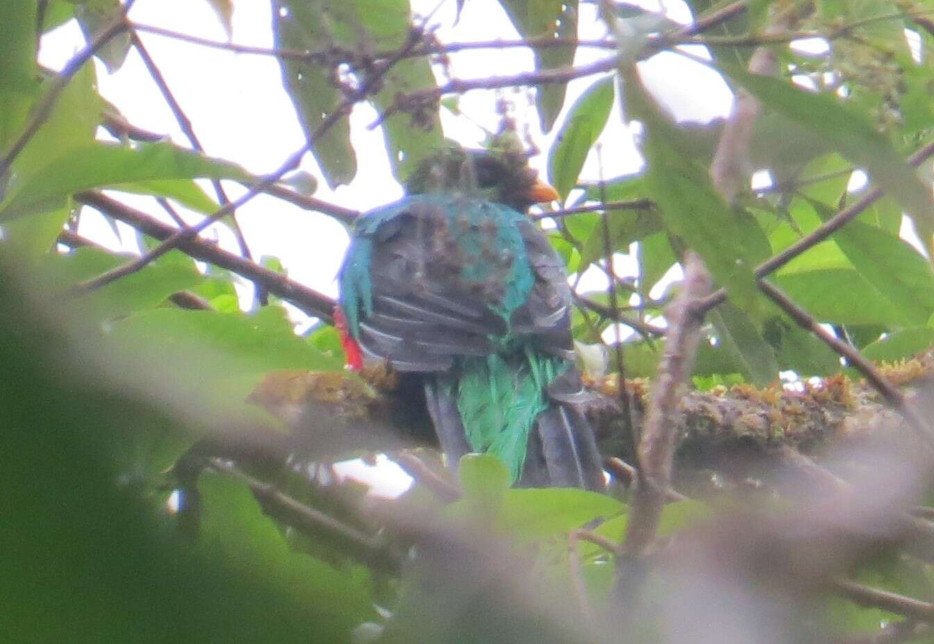 Image de Quetzal doré