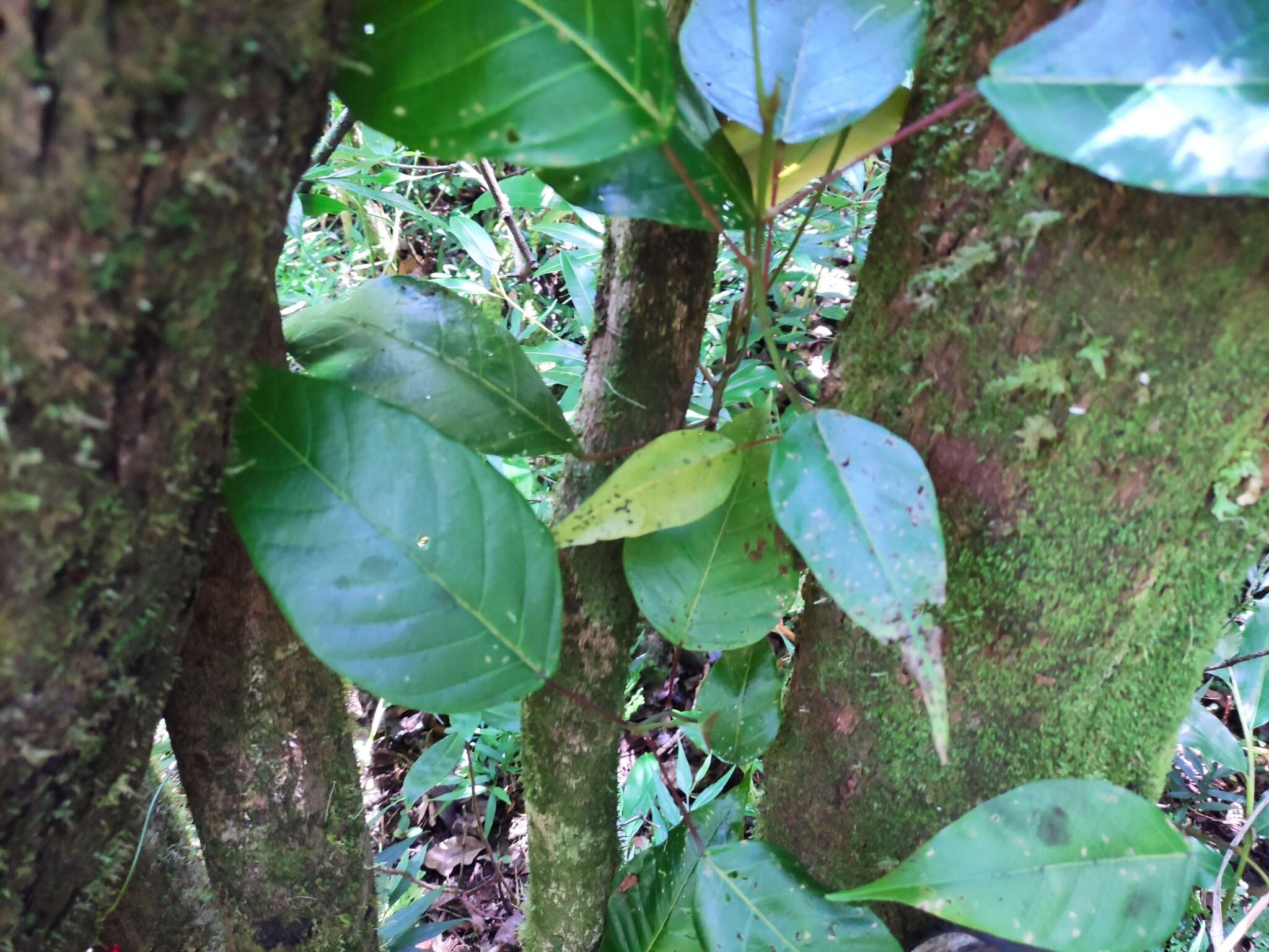 Plancia ëd Hancea integrifolia (Willd.) S. E. C. Sierra, Kulju & Welzen