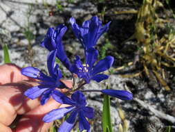 Image de Agapanthus africanus (L.) Hoffmanns.