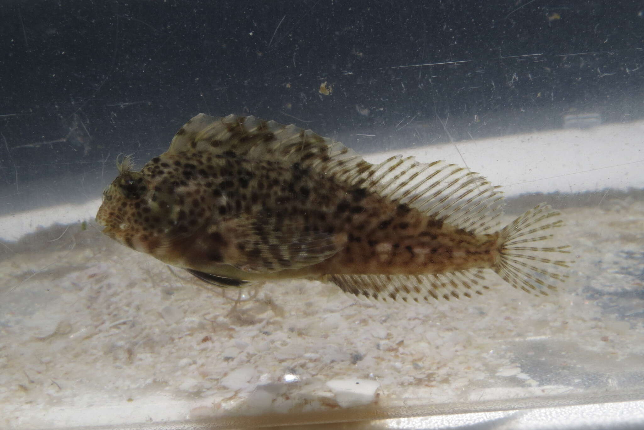 Image of Feather Blenny