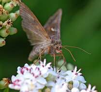 صورة Autographa gamma Linnaeus 1758