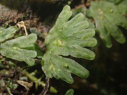 Image of Symphyogyna hymenophyllum (Hook.) Nees & Mont.