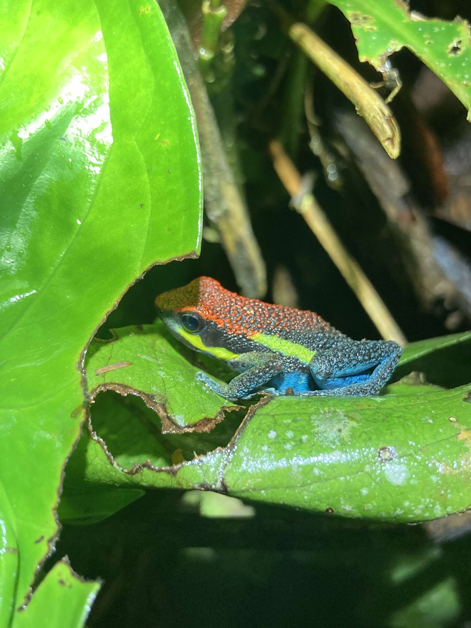 Image of Manu Poison Frog