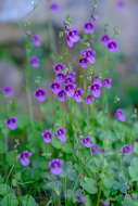 Diascia veronicoides Schltr. resmi