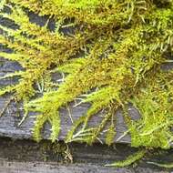 Image of Nuttall's homalothecium moss