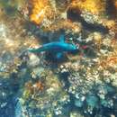 Image of Azure parrotfish