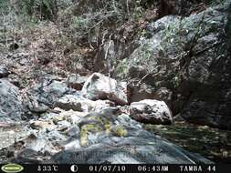 Image of Crested Guan