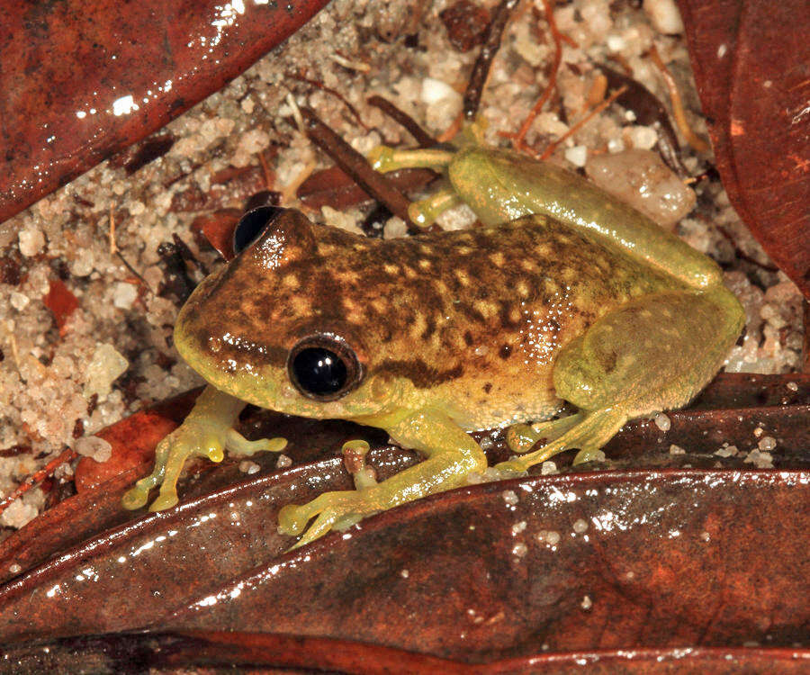 Sivun Scinax boesemani (Goin 1966) kuva