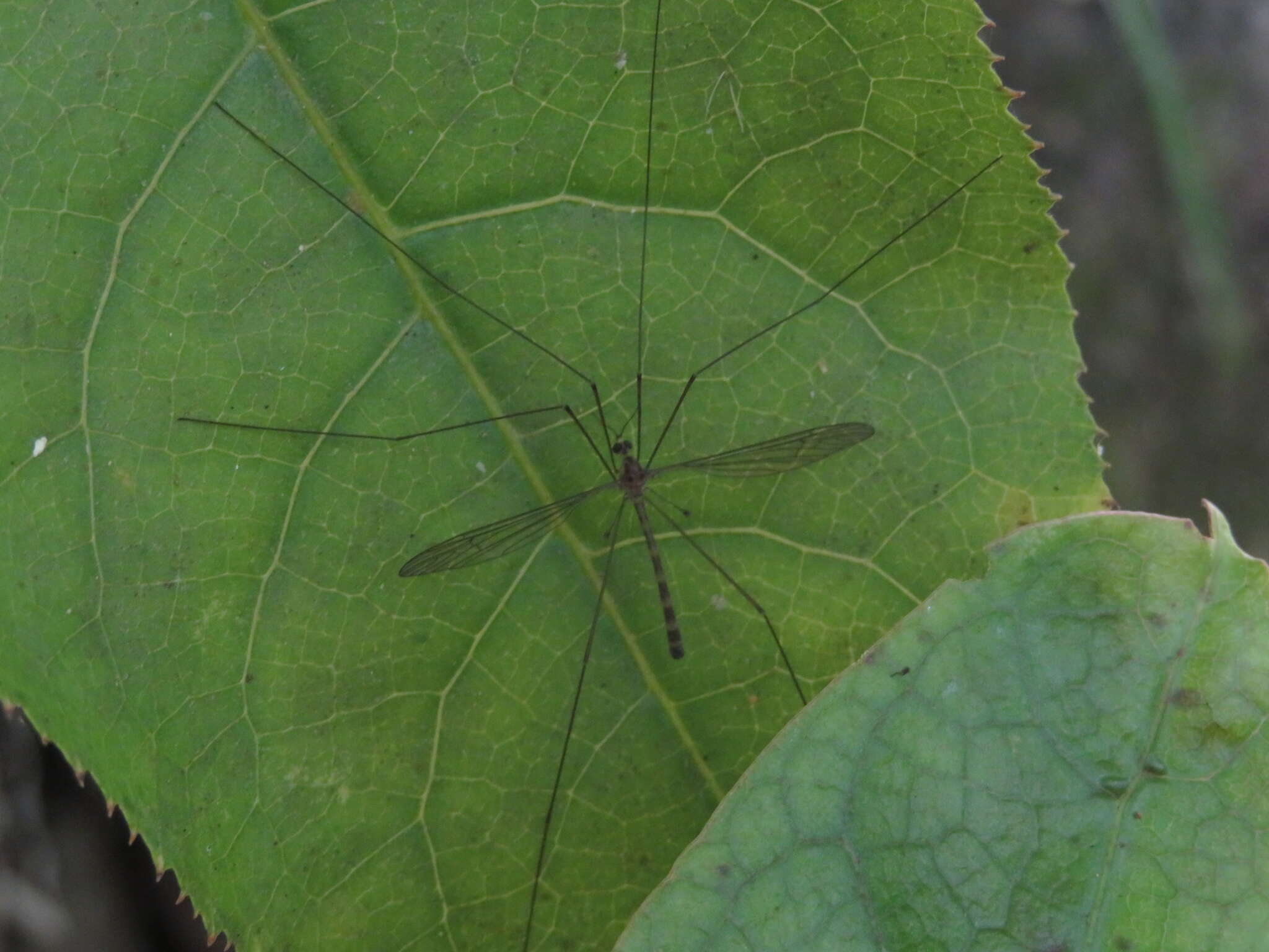 Imagem de Limnophilella delicatula (Hutton 1900)