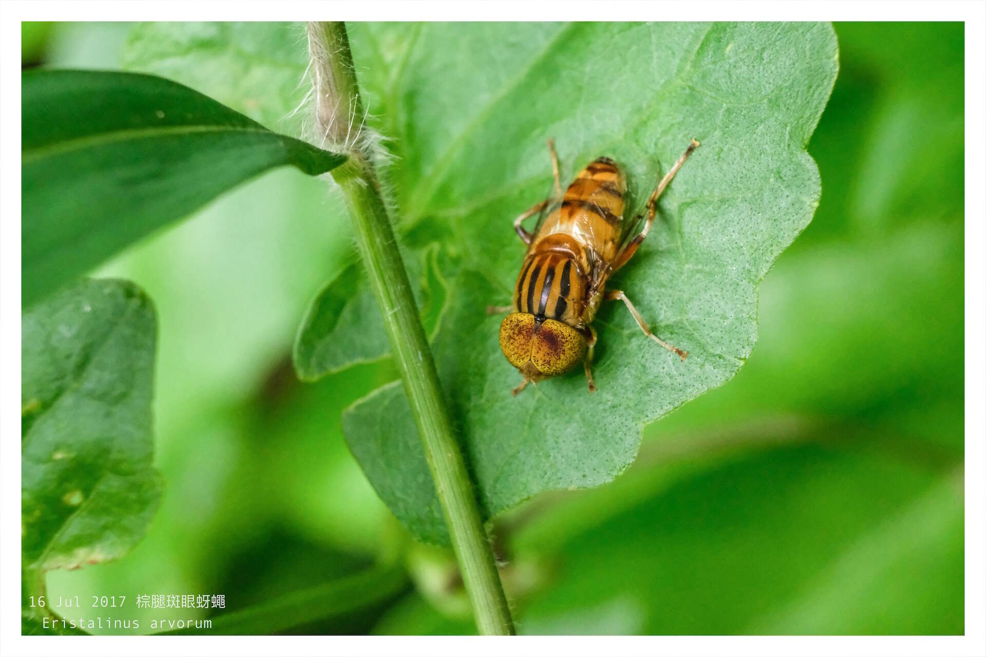 Image of Syrphid fly