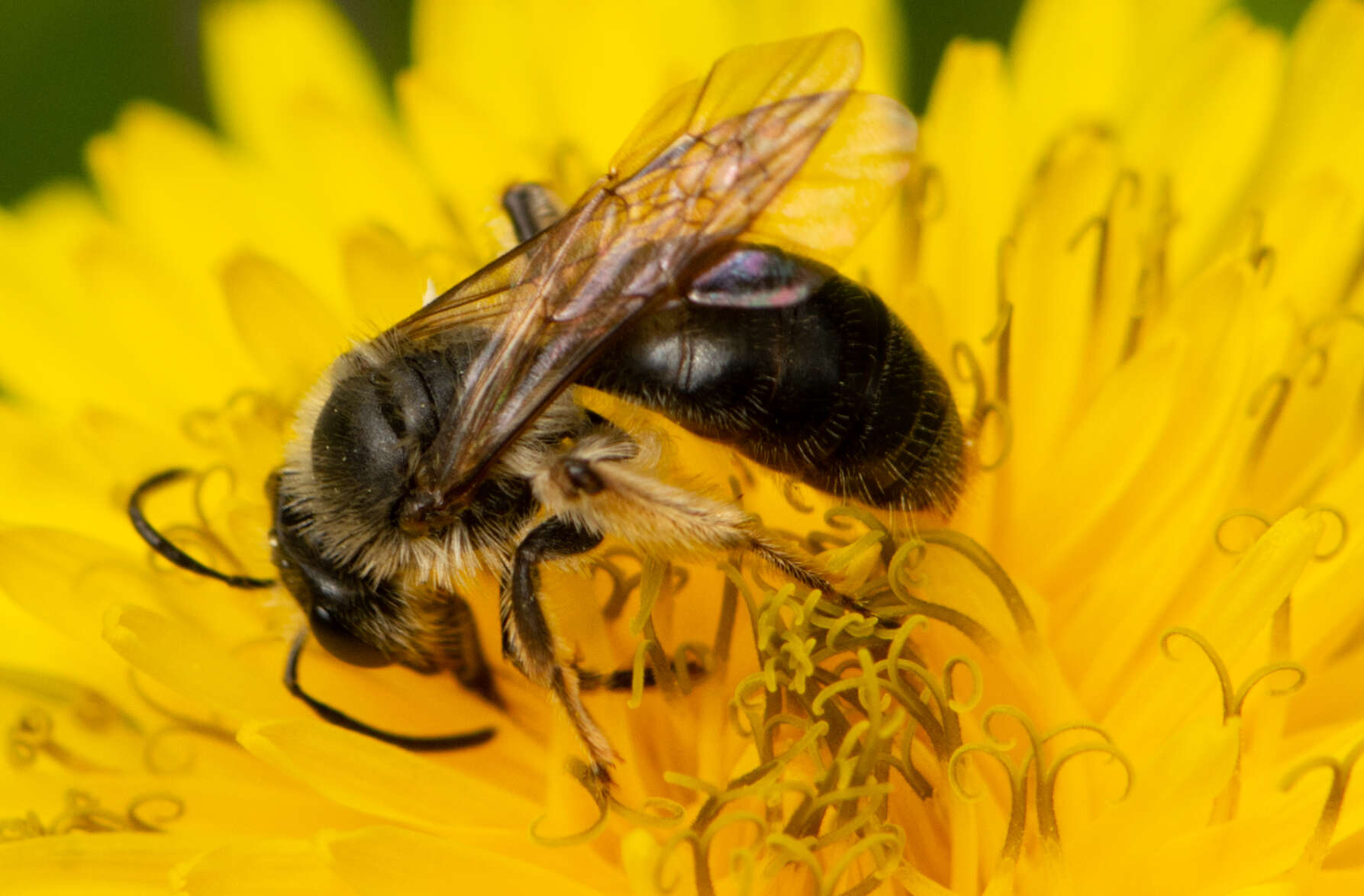 Andrena rufosignata Cockerell 1902 resmi