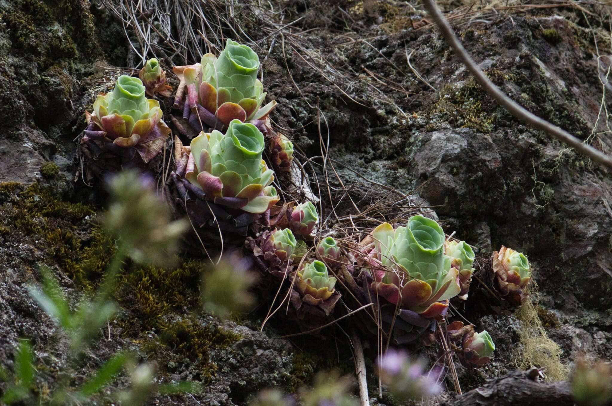 Image of Aeonium aureum (C. Sm. ex Hornem.) T. H. M. Mes