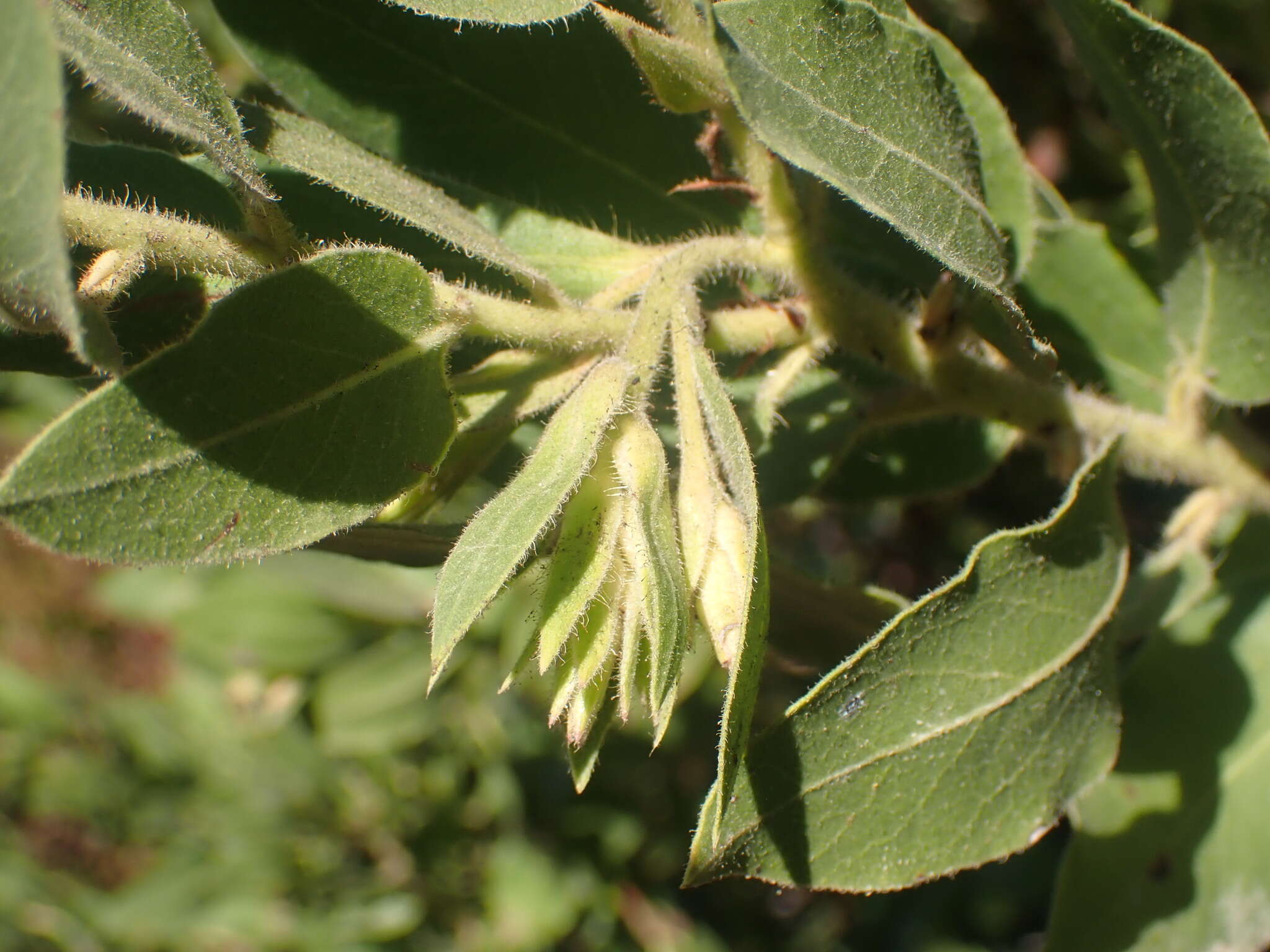 Sivun Arctostaphylos virgata Eastw. kuva