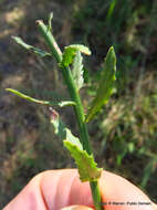 Image of Wahlenbergia krebsii subsp. krebsii