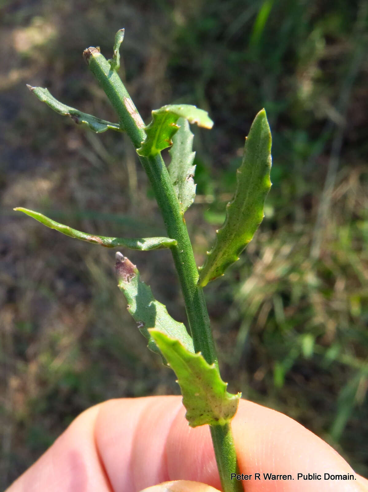 Image of Wahlenbergia krebsii subsp. krebsii