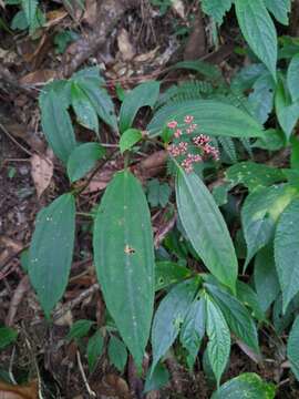 Image of Pilea somae Hayata