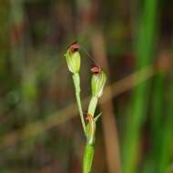 Pterostylis clivosa的圖片